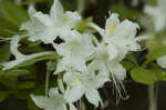 Alabama azalea